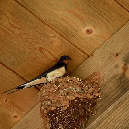 Villa Birds House *