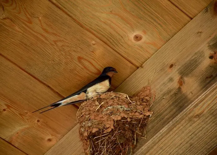 Villa Birds House *